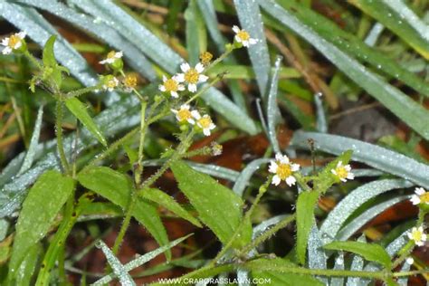 15 Weeds With White Flowers Common Lawn Weed Guide 2024 Crabgrasslawn