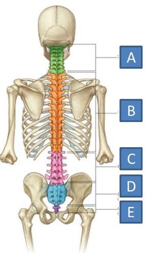 Applied Clinical Anatomy Exam Flashcards Quizlet