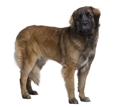 Leonberger Im Rasseportrait HUNTER Magazin