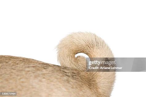 73 Pug Tail Stock Photos High Res Pictures And Images Getty Images