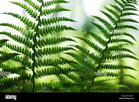 Pteridium aquilinum. Bracken fern in an English woodland Stock Photo ...