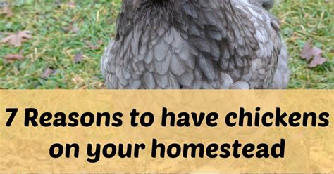 7 reasons to raise chickens on your homestead - Murano Chicken Farm