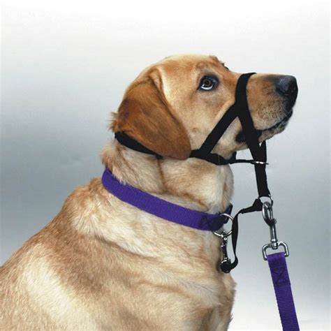 Canines With A Cause Benefits Of Haltis And Harnesses