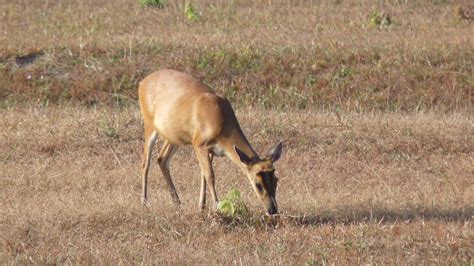 Common Barking Deer | MarkEisingBirding