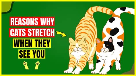 Good Reasons Why Cats Stretch When They See You YouTube