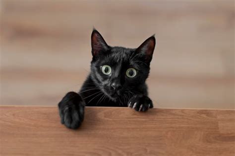 Black Cats Myths And Superstitions Sepicat