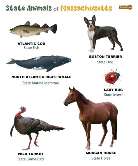 List of Animals That Live in Massachusetts (With Pictures)