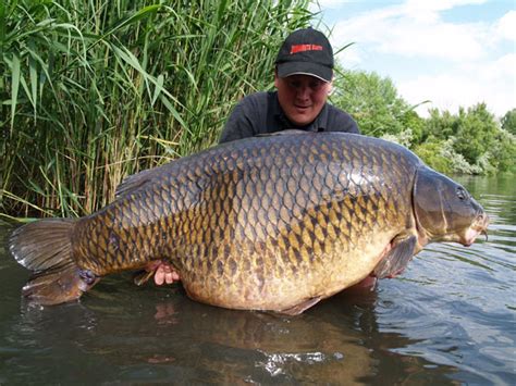 Cel mai mare crap comun din lume 39,6 Kg