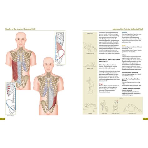 The Concise Book Of Muscles By Chris Jarmey The Book Bundle