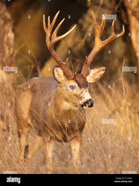 A Black Tailed Deer Buck With Tall Antlers Stock Photo Alamy