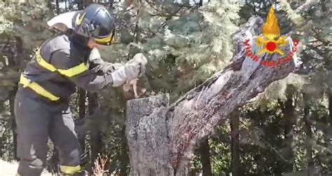 Vigili Del Fuoco Aiutano Un Barbagianni Lo Spettacolare Video Del