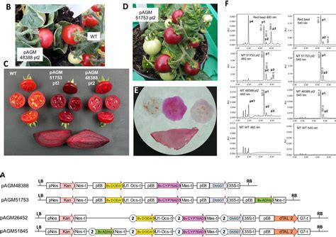 Frontiers Engineering Betalain Biosynthesis In Tomato For High Level