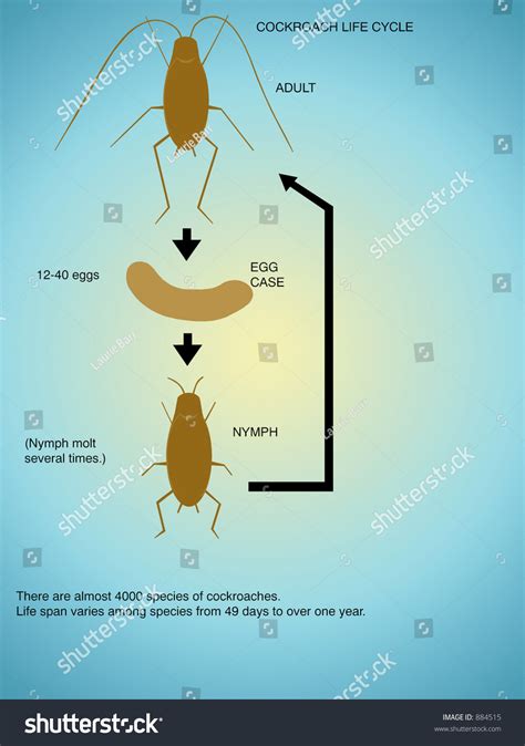 Cockroach Life Cycle Stock Illustration 884515 Shutterstock