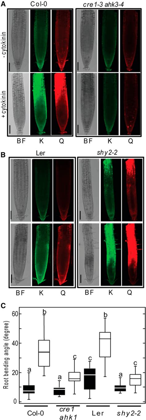 Figure 1 From Flavonols Mediate Root Phototropism And Growth Through