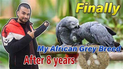 African Grey Breeding Macaw Breeding Finally My African Grey Parrots