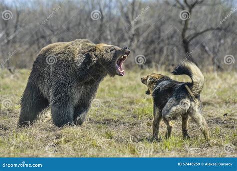 Big Brown Bear With Dog Stock Image Image Of Alaska 67446259