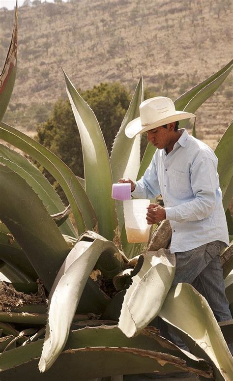 Cuáles son los asombrosos beneficios del pulque para la salud Salud 360