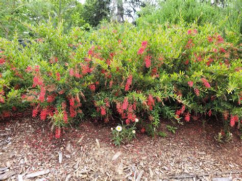 Grevillea Lady O Australian Native Plants Society Australia