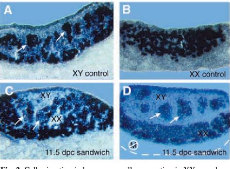 Figure From Mesonephric Cell Migration Induces Testis Cord Formation