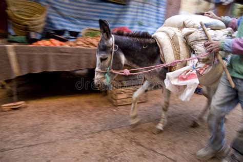 Hard Working Donkey Stock Image Image Of Motion Mammal 5638763