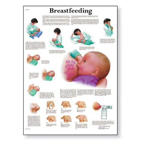 Breastfeeding Chart Poster Laminated Breastfeeding Breastfeeding