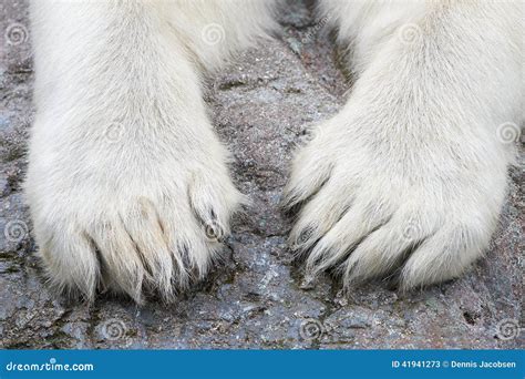 Poten Van De Ijsbeer Ursus Maritimus Stock Afbeelding Image Of