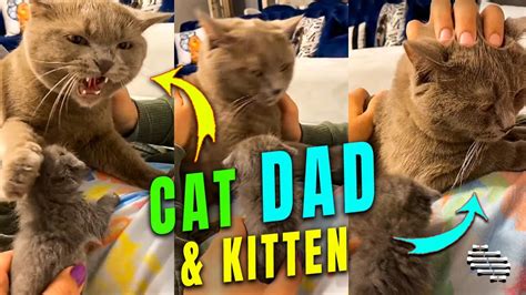 Cat Dad Cant Seem To Accept His Kitten YouTube