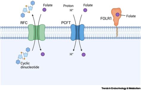 Emerging Roles For Folate Receptor FOLR1 In Signaling And Cancer