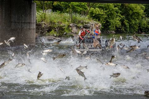 Silver carp jumping | FWS.gov