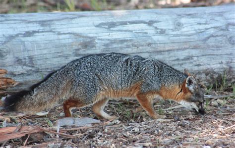 Animalbytes The Success Of Island Fox Conservation