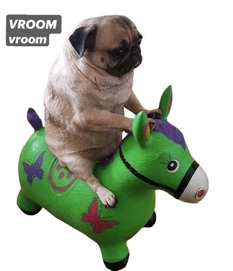 Vroom Vroom Funny Animals Cute Little Animals Funny Animal Photos