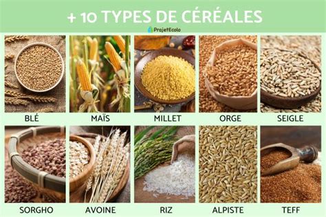 13 TYPES de CÉRÉALES