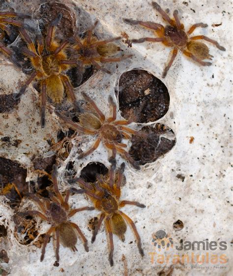 Harpactira Pulchripes Golden Blue Leg Baboon Communal Part 1 Jamie