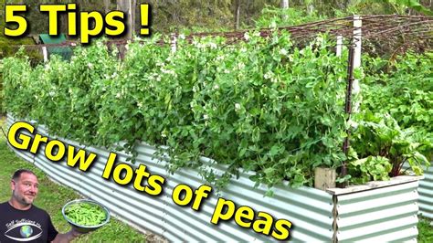 5 Tips How To Grow A Ton Of Snow Peas Youtube