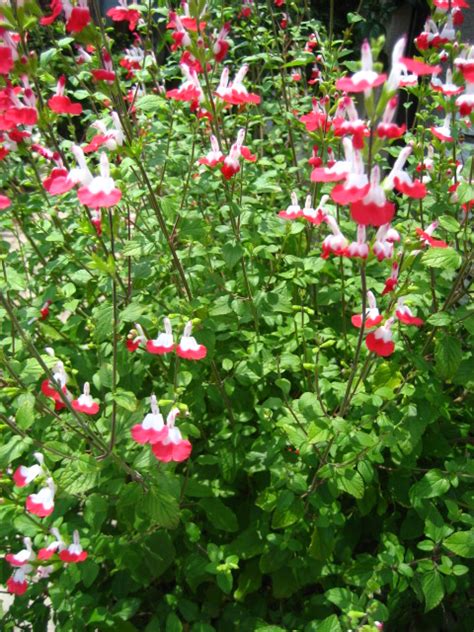 confeito日記 サルビアミクロフィラホットリップス シソ科アキギリサルビア属の常緑小低木 Salvia microphylla Hot Lips Hot Lips