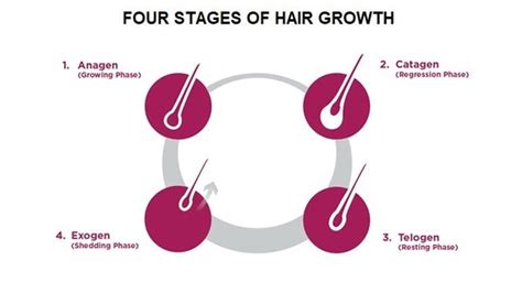 Does Hair Oiling Work For Hair Growth Hairmetto