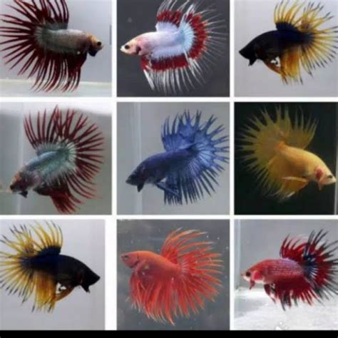 Jual Sticker Rumah Serit Ct Crowntail Cupang Shopee Indonesia