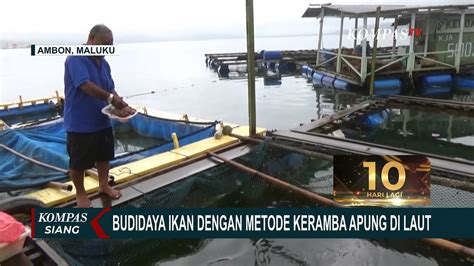 Lebih Menjanjikan Puluhan Nelayan Di Teluk Ambon Beralih Ke Budidaya