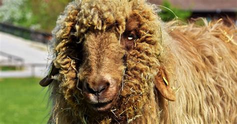 How To Keep Sheep Wool Clean Management Tips And Best Practices