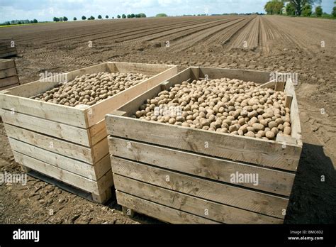 Crates Of Seed Potatoes Ready For Planting In Field Hemley Suffolk