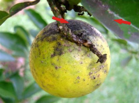 Doen A Dos Citrus Fumagina Maneje Bem Fitocon