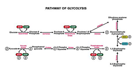 What Stage Of Cellular Respiration Produces Pyruvate As A Product