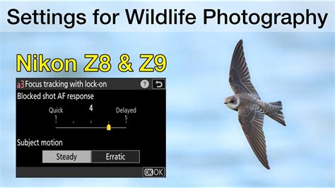 How I Set Up The Nikon Z8 And Z9 For Bird And Wildlife Photography