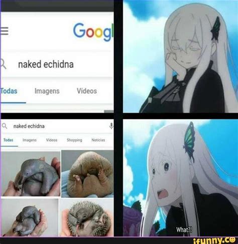 Naked Echidna Imagens Naked Echidna Ifunny