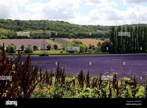 View of North Downs and lavender fields at Castle Farm from Castle Road ...