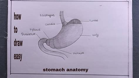 Stomach Drawing