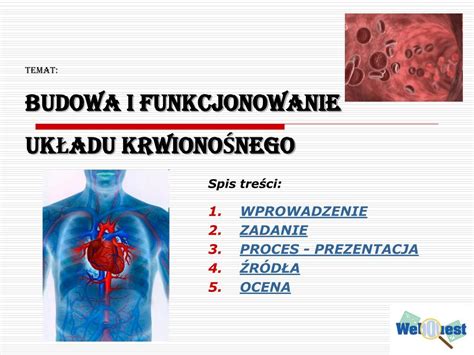 PPT Temat BUDOWA I FUNKCJONOWANIE UKŁADU KRWIONOŚNEGO PowerPoint