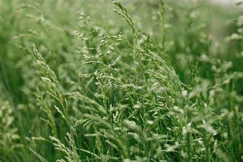 Feather Grass or Needle Grass Moving at the Slightest Breath of Wind Stock Image - Image of ...