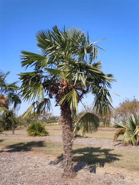 Windmill Palm Cold Damage Walter Reeves The Georgia Gardener