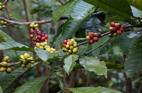 Wow, You'll Be Surprised by These Coffee Facts!